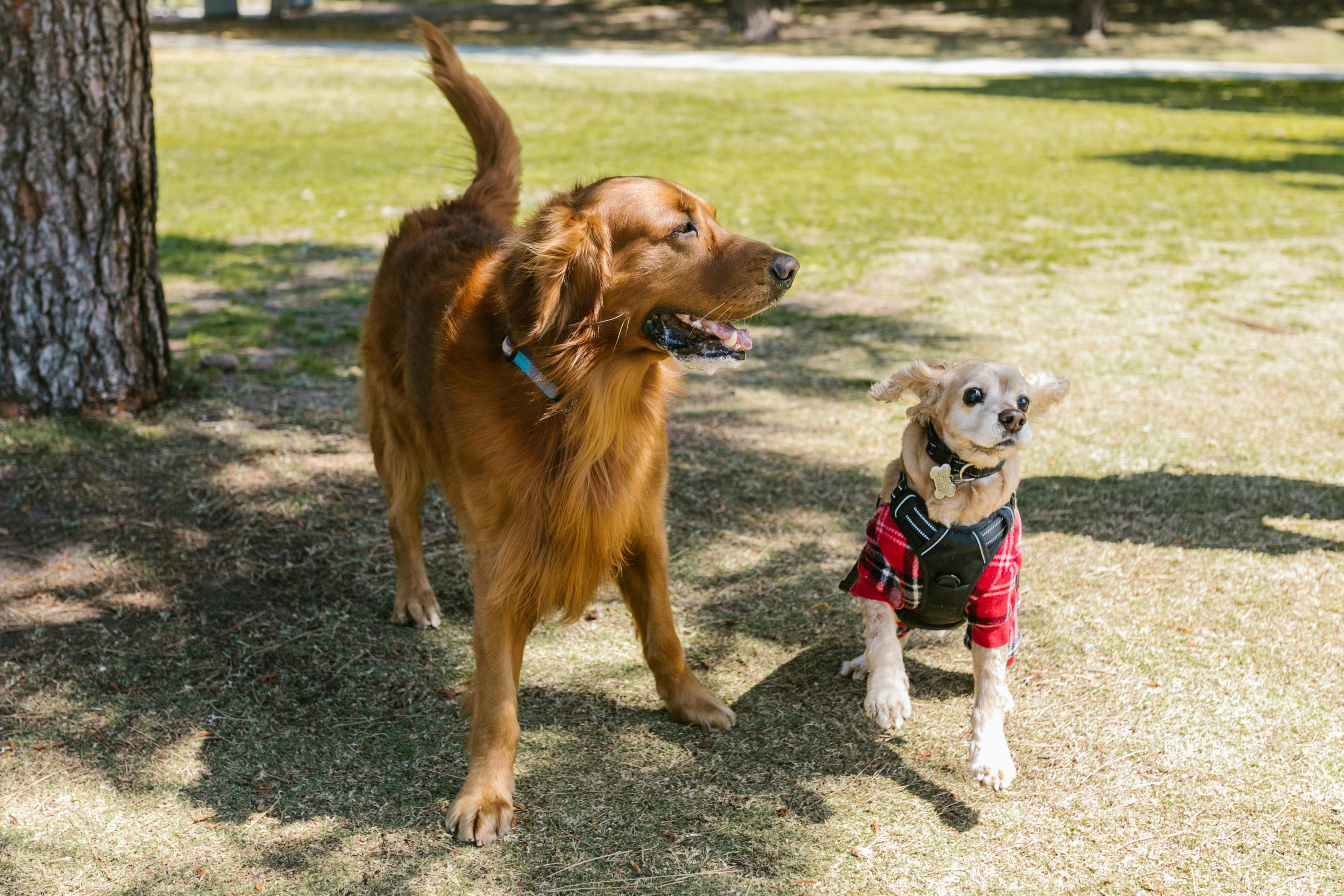 Dogs at Valley Park
